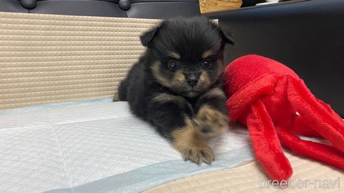 成約済の兵庫県のポメチワ:ポメラニアン×チワワ-348621の2枚目